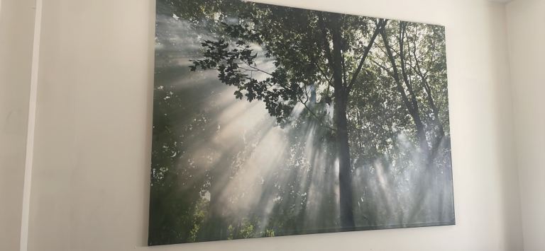 Large Wall Picture Canvas – Forest Scene, Good Condition