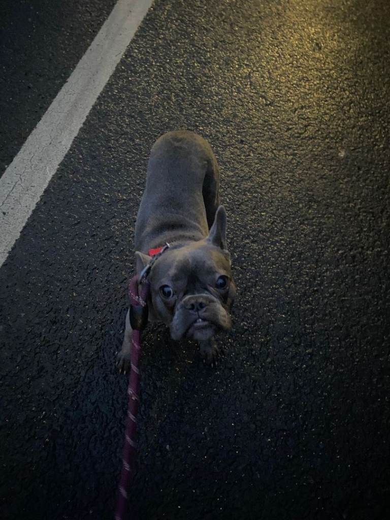 Re-home french bulldog