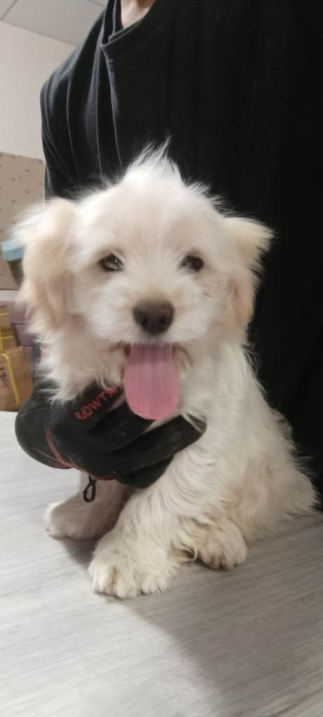 Friendly maltese ,shitzu  mix breed