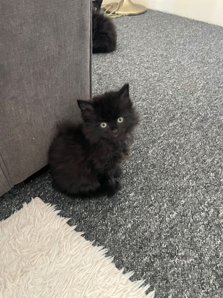 4 female kittens black - black and white 