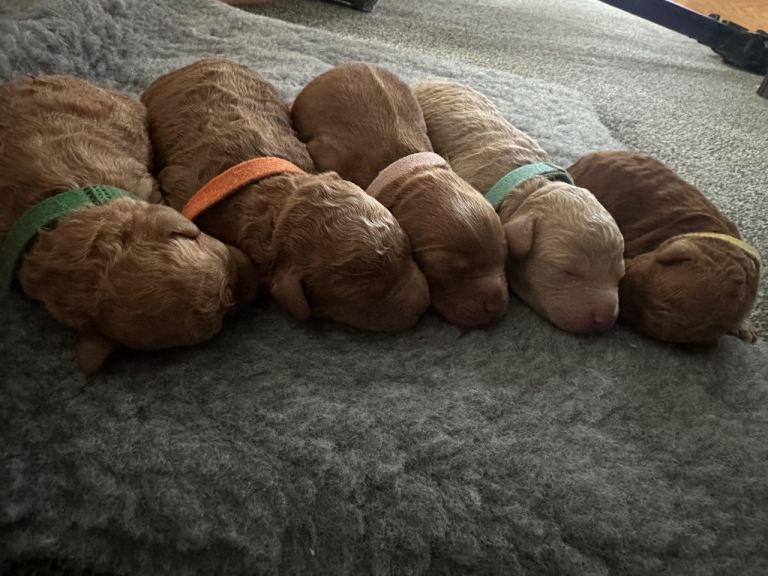 Adorable f2 cockapoo