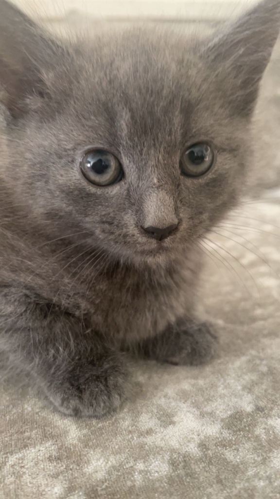 Grey kitten looking for its forever home