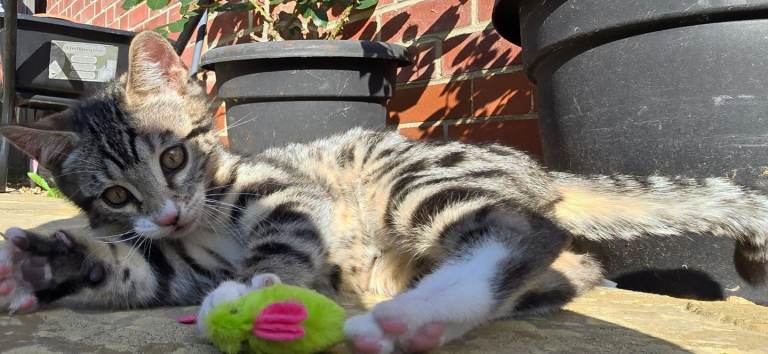 Bengal Mix Kitten
