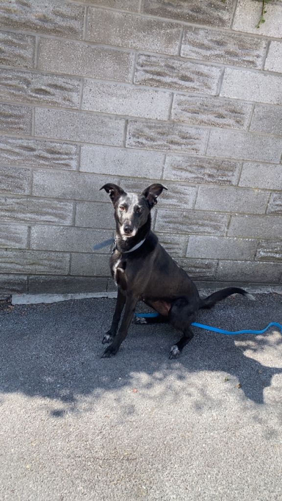Lurcher x German Shepherd 