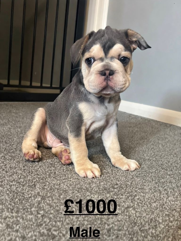 French Bulldog puppies for sale