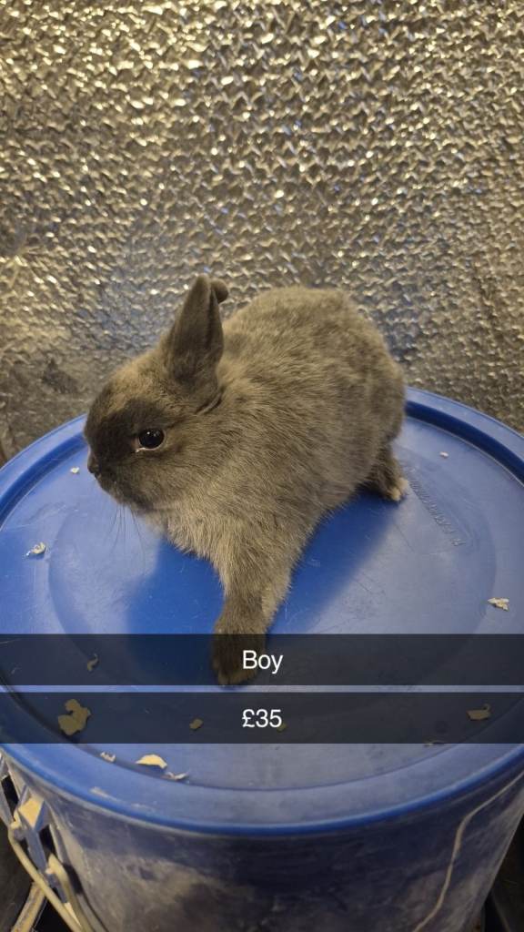 Baby Rabbits lionhead 8 week old, handled daily 
