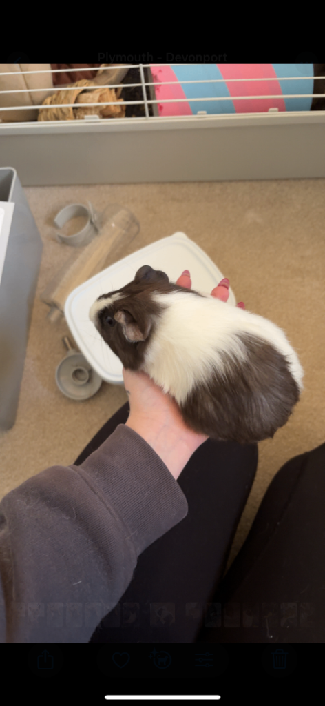 Guinea pigs