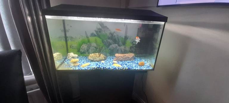 Fish tank with fish and accessories 