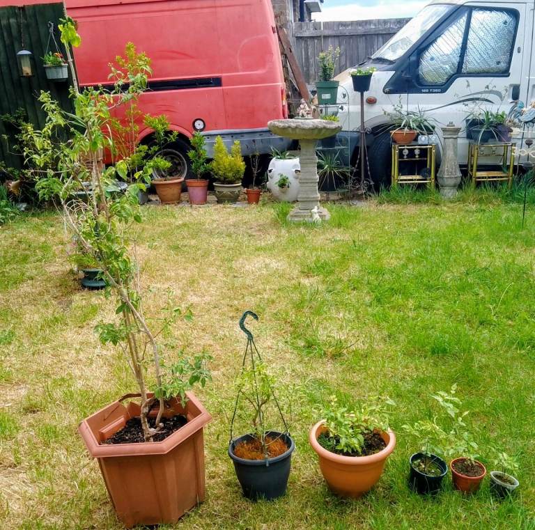 Mock Orange 🍊 plants for sale FROM £2 each.