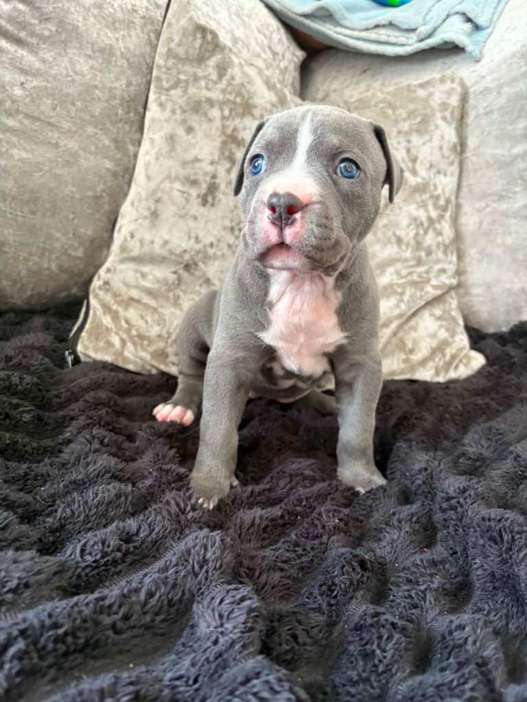 Cane corso x Staffordshire bull terrier puppys 