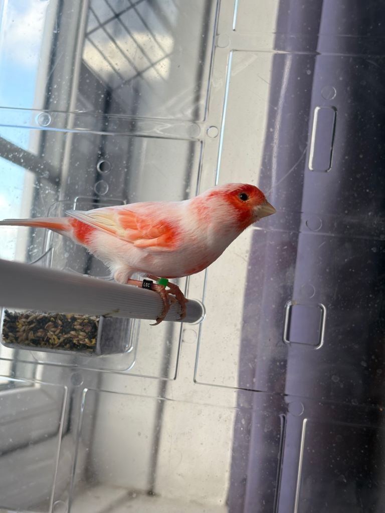 Red mosaic canary bird