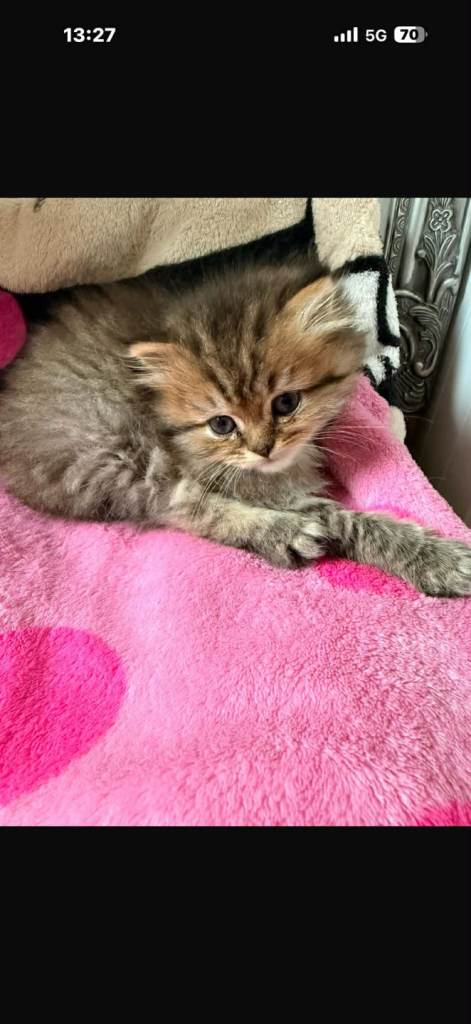 Adorable BLH boy for sale