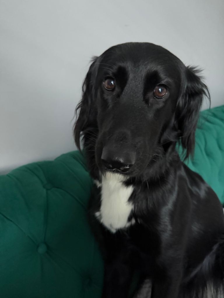 21 month old female dog 
