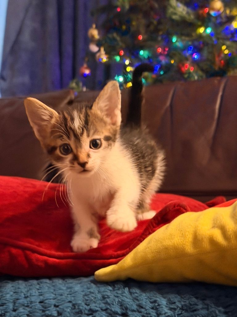 image for Adorable kittens looking for a loving home