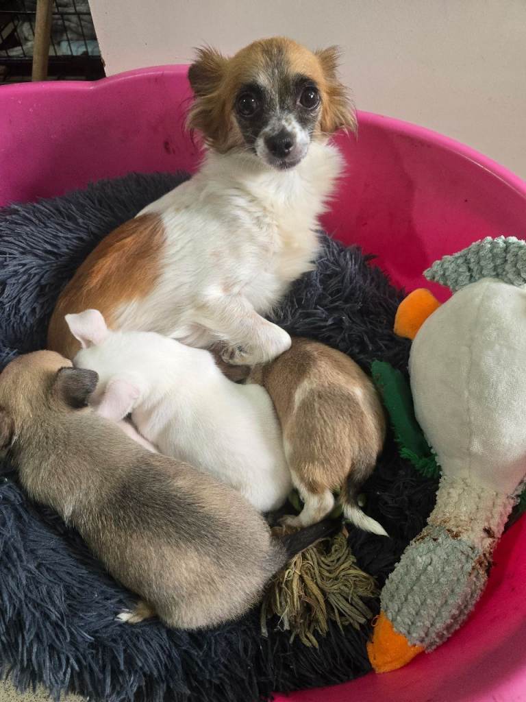 Chihuahua puppies for sale 