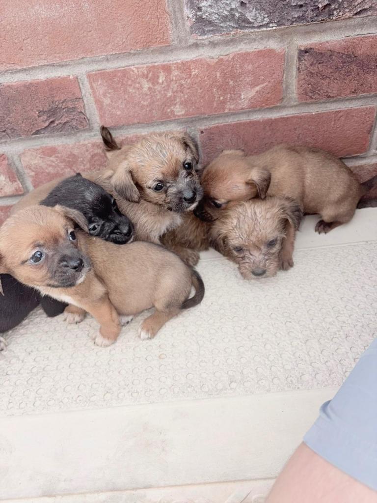 Puppies 