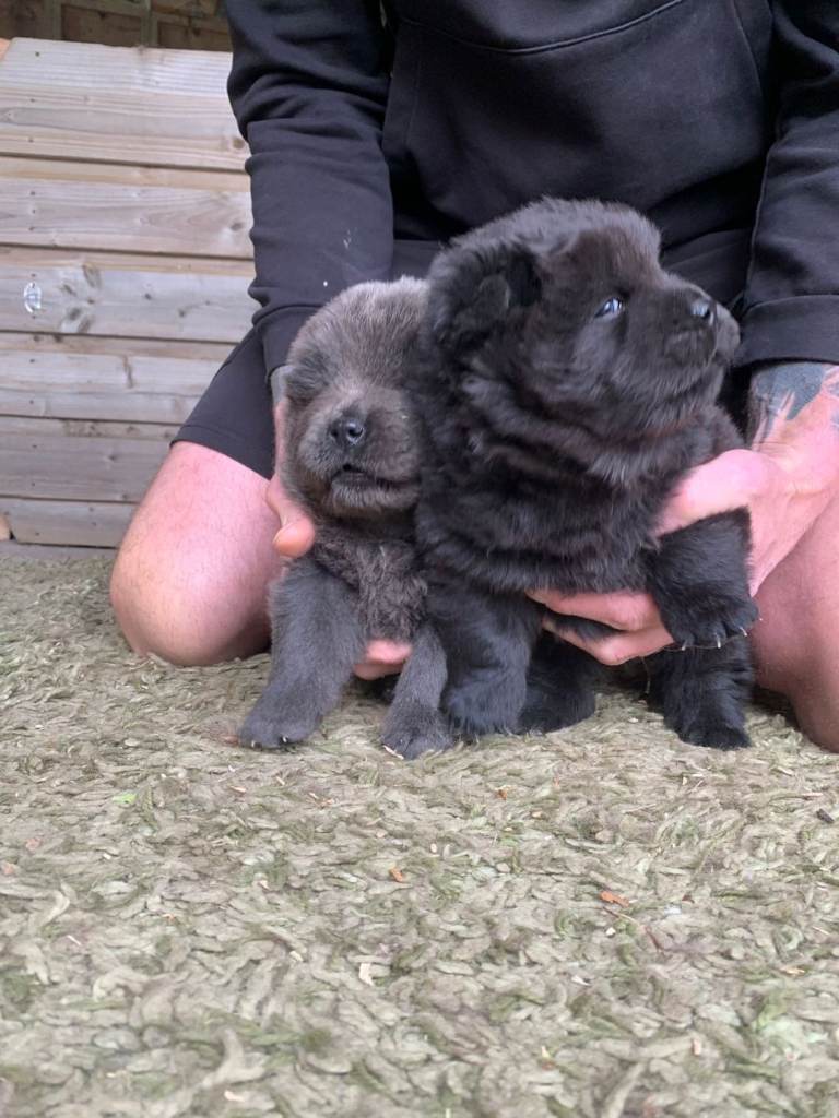 Chow chow puppies
