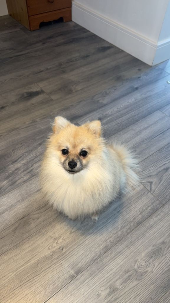 Female Pomeranian 
