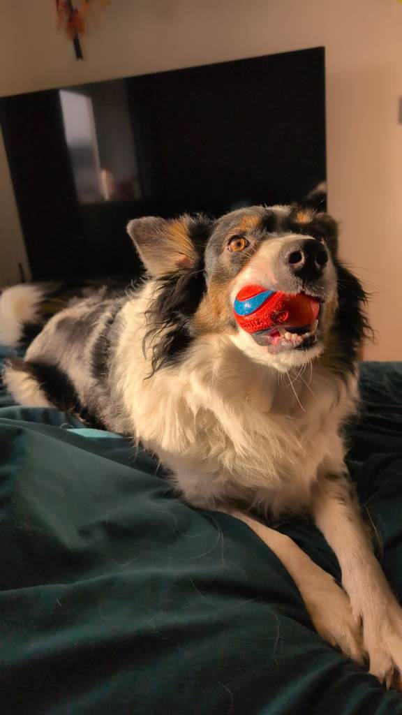 Experienced home only!