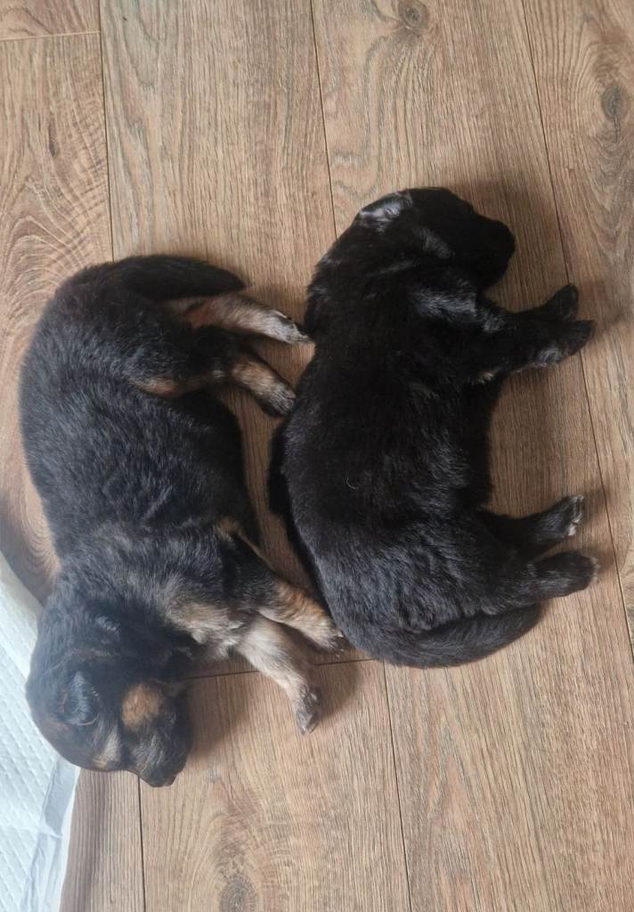 2 male German shepherd puppies 