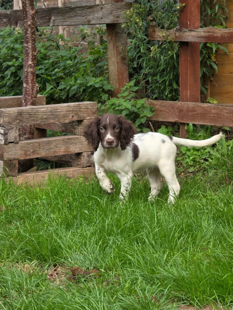 English Springer Spaniel puppies 