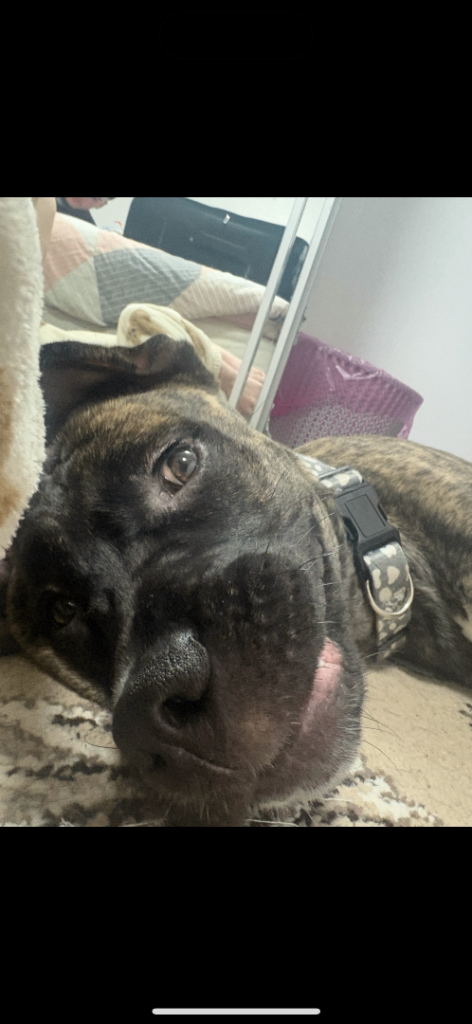 Last Reduction! nova 