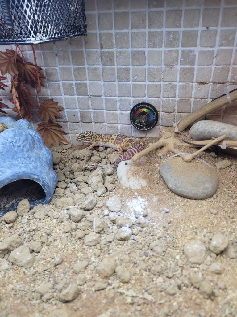 Leopard gecko 
