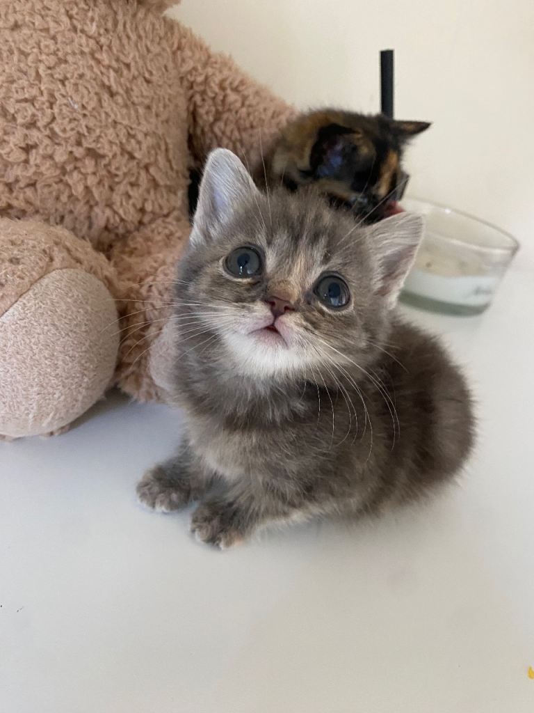 Beautiful kittens❤️