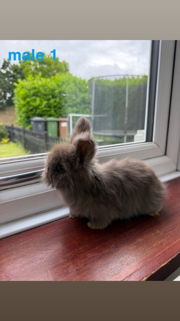 pedigree english angora rabbits