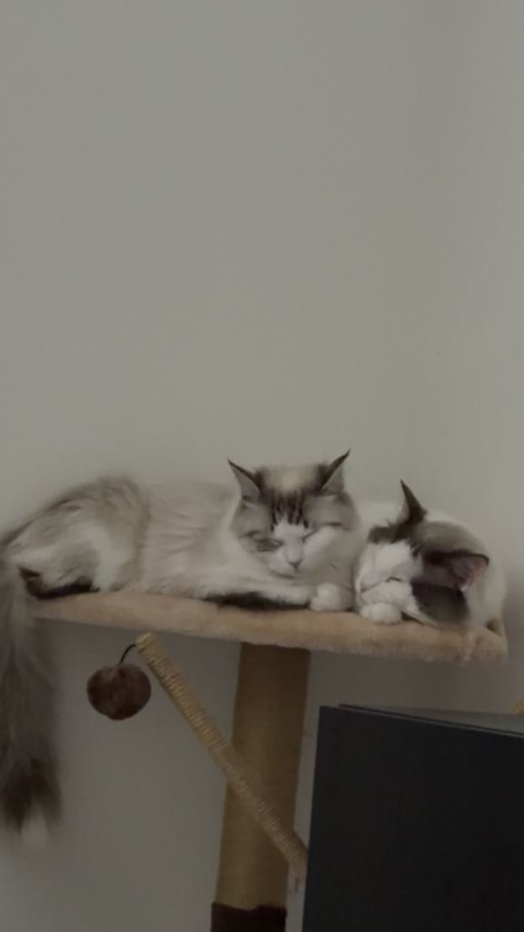 2x Ragdoll 