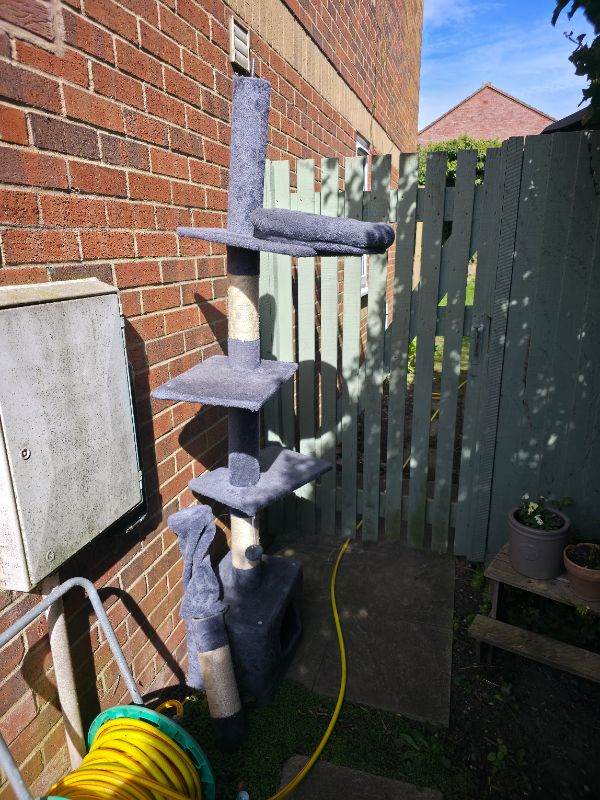 Cat climbing tree floor to ceiling 