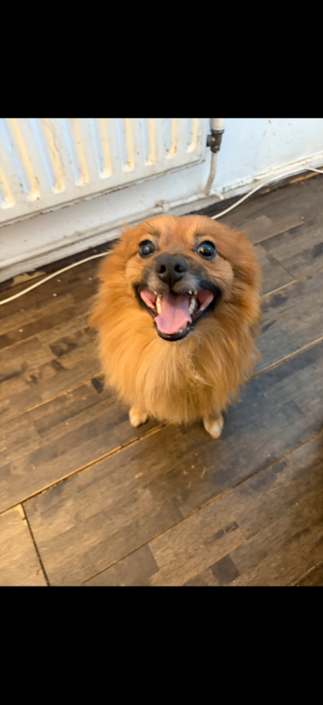 Pomeranian 