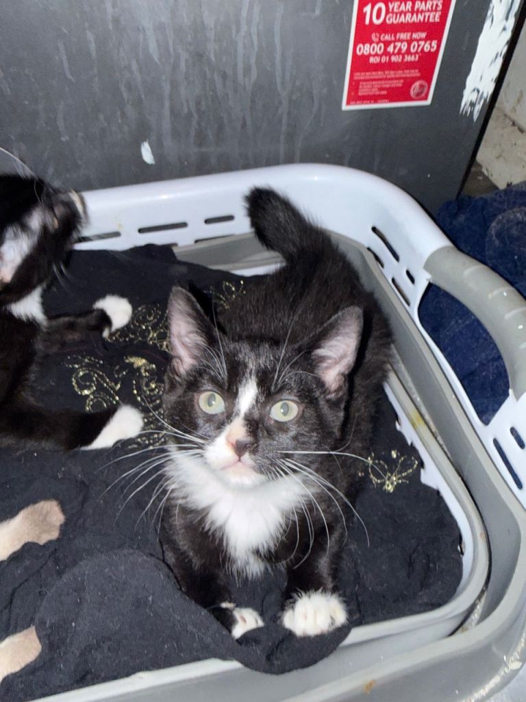😍🐈Gorgeous Tabbies for sale 🐈❤️