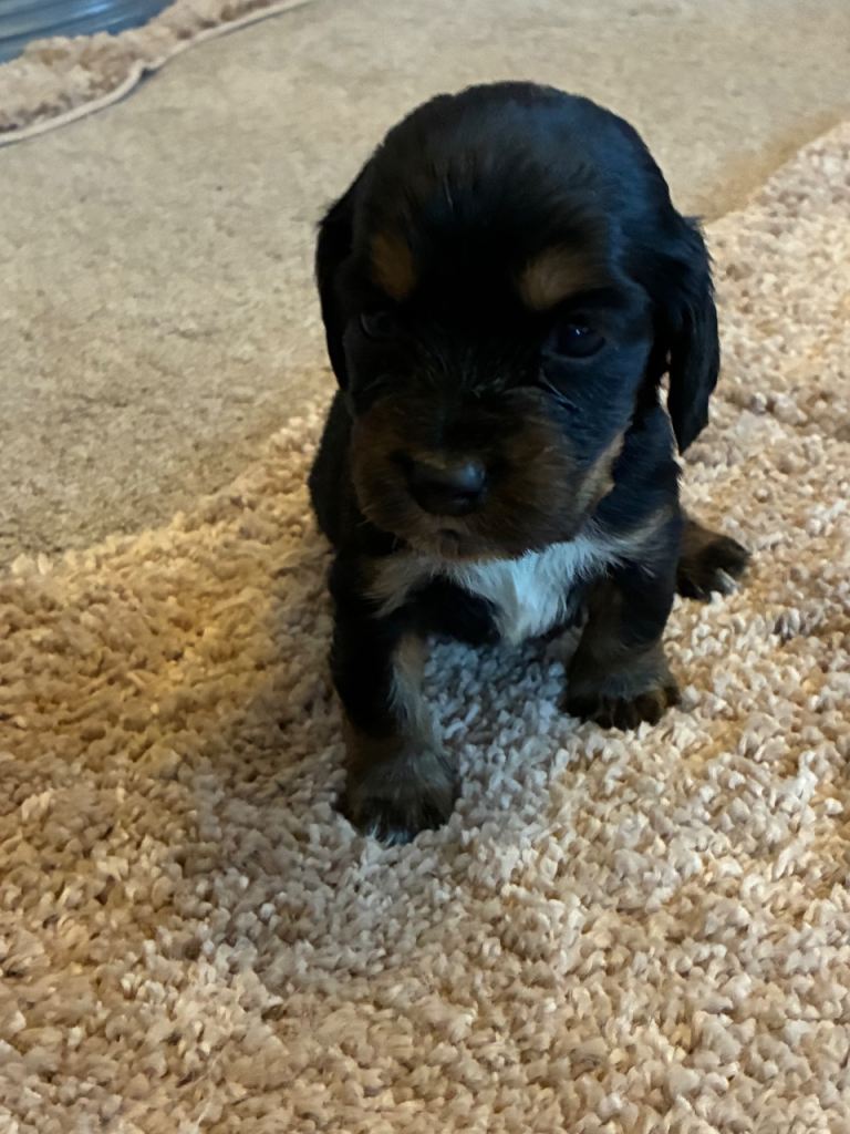 Beautiful litter of Cocker spaniel 