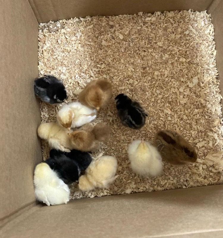 baby chicks hatching today . £12 each or 4 for £40