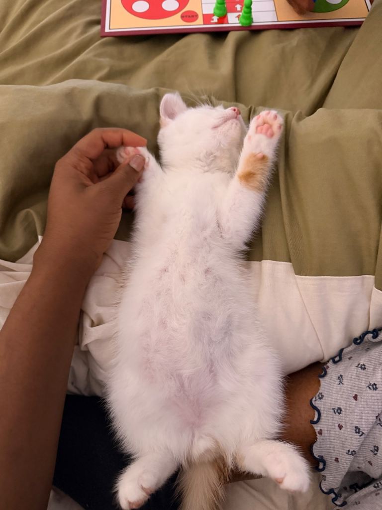 Male White and ginger cat 