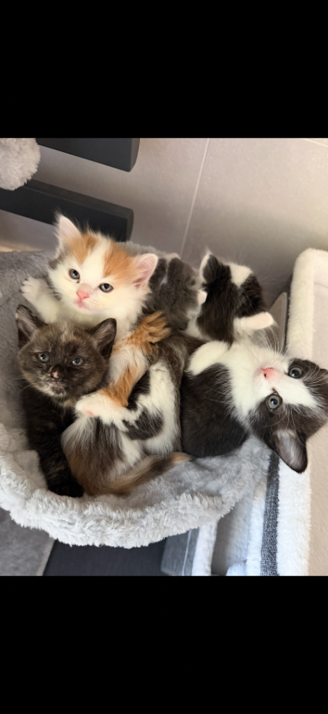 Ragdoll mix kittens