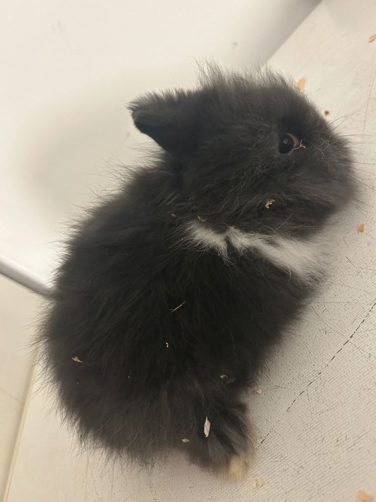 3 female lion head rabbits