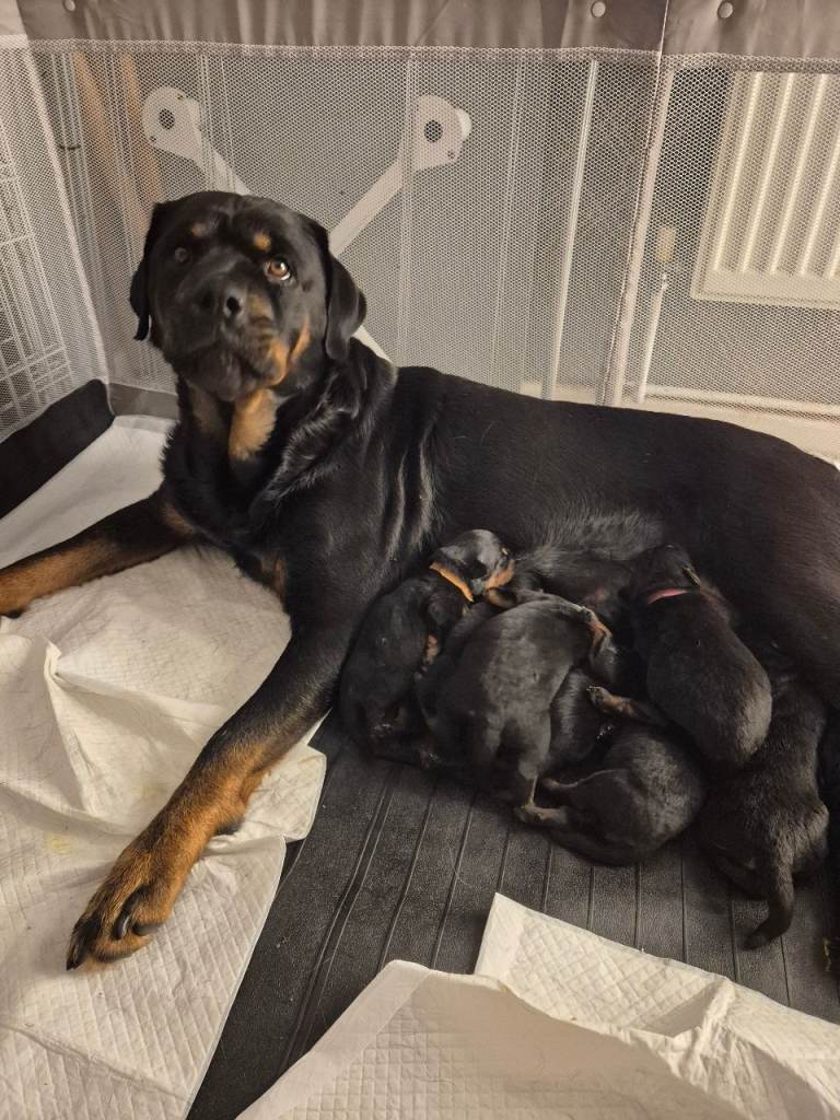 Rottweiler puppies