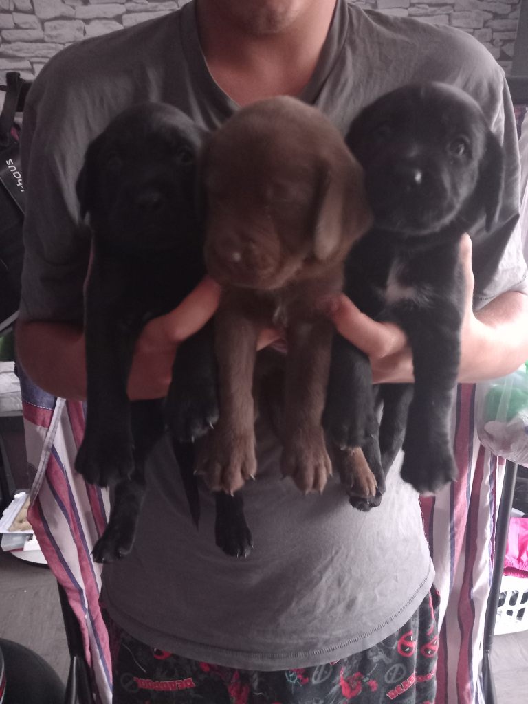 Puppies for sale 