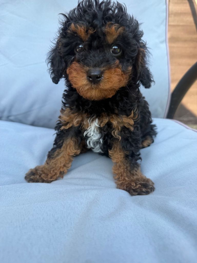 F2B Cavapoo puppies 
