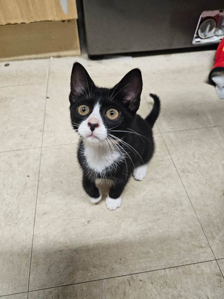 Kitten for sale 