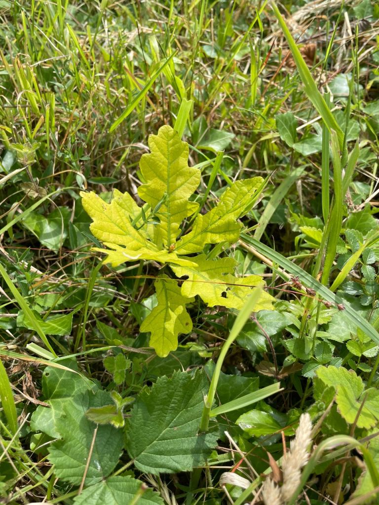 Free Oak Tree Saplings 
