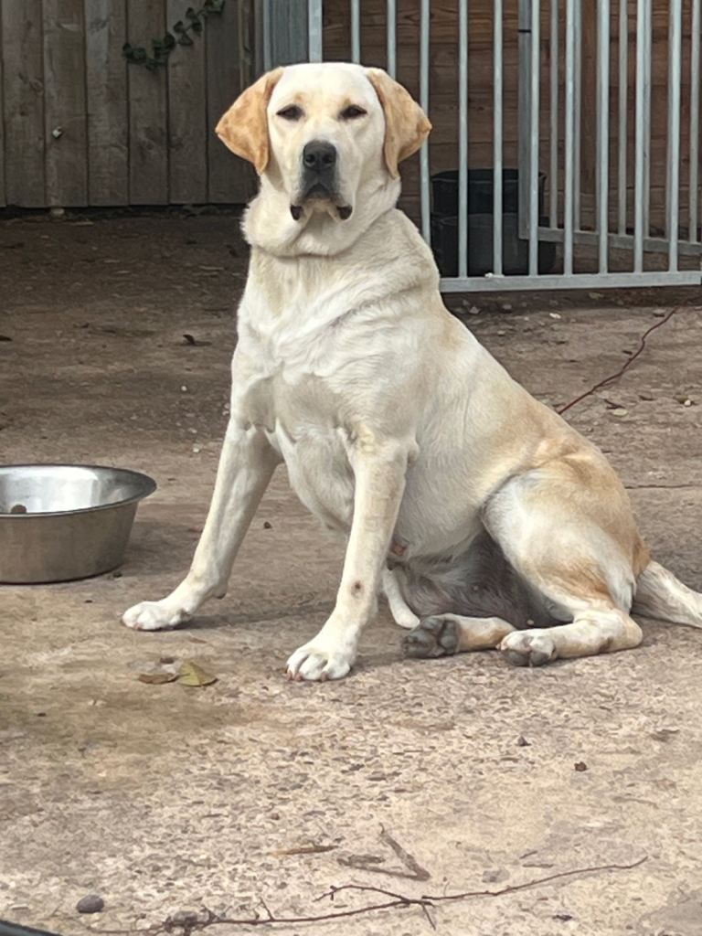 KC REG Labrador puppy’s for sale 