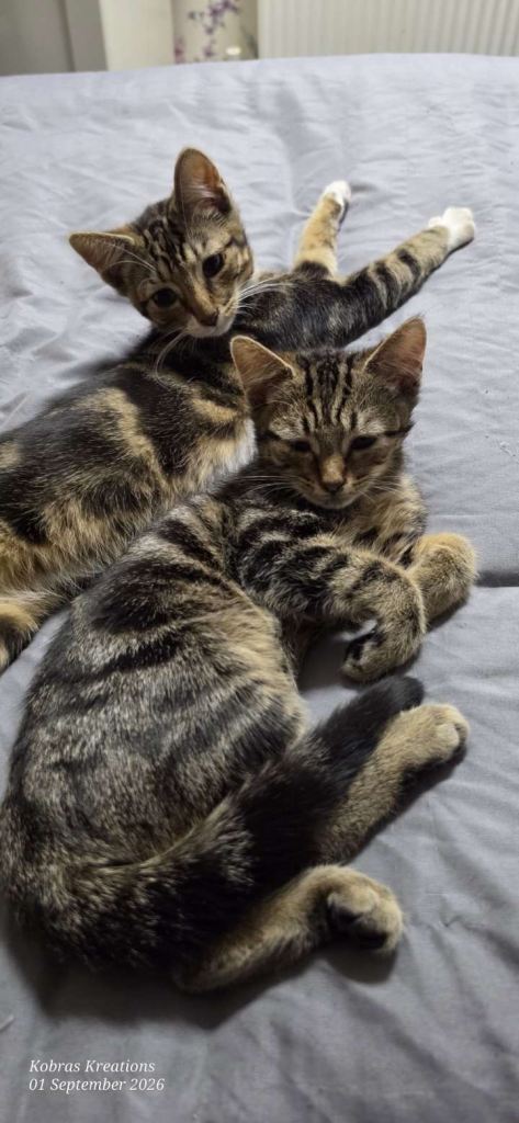 Cat and kittens for sale