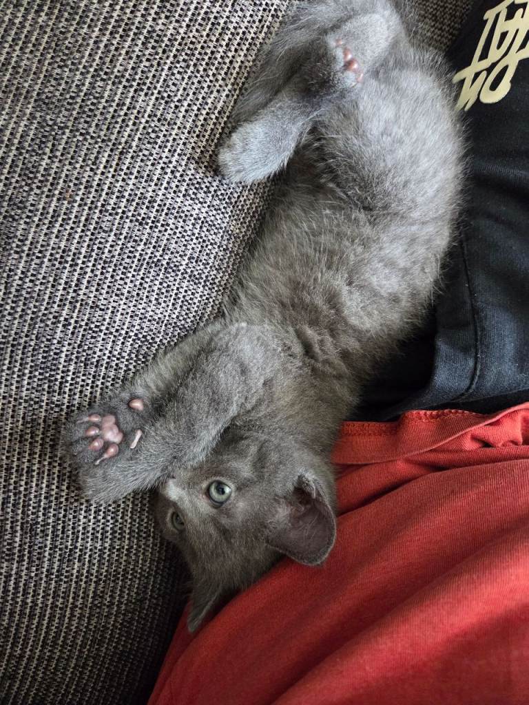 Kittens ready July 14th 