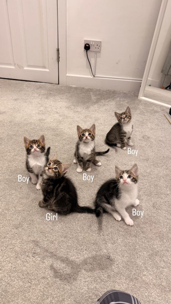 5 kittens available!
