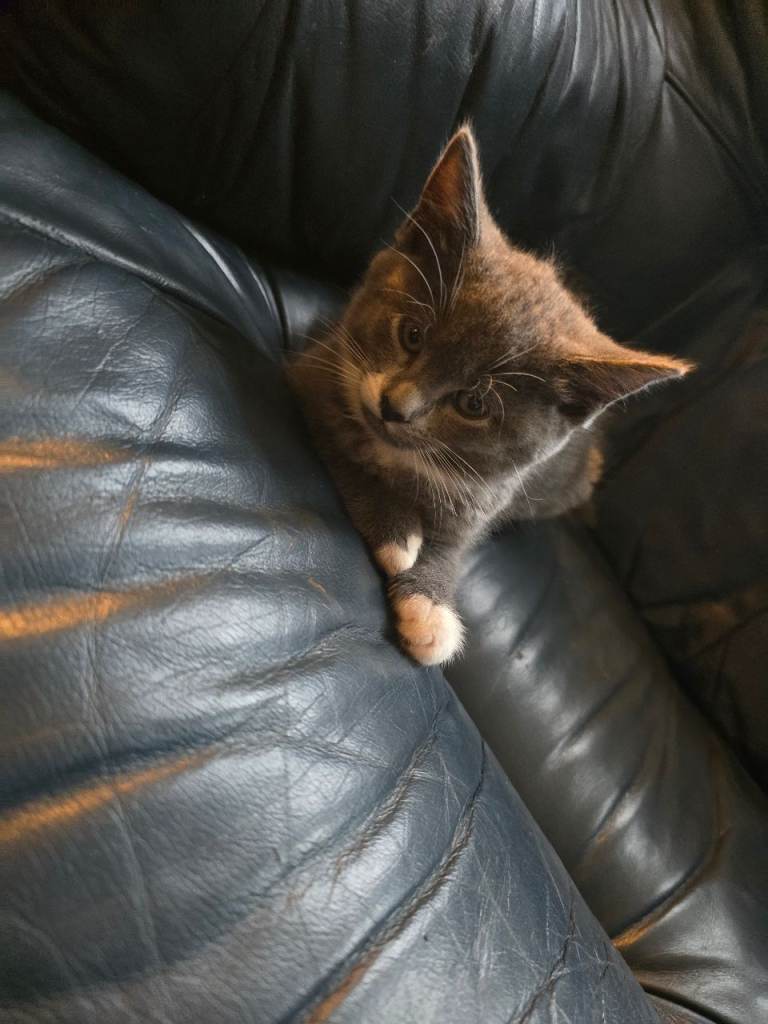 Beautiful grey female kitten