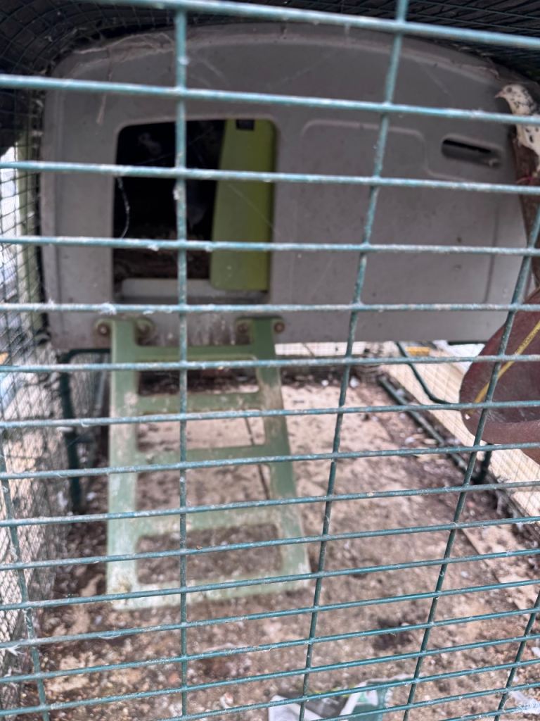 EGLU chicken run bargain