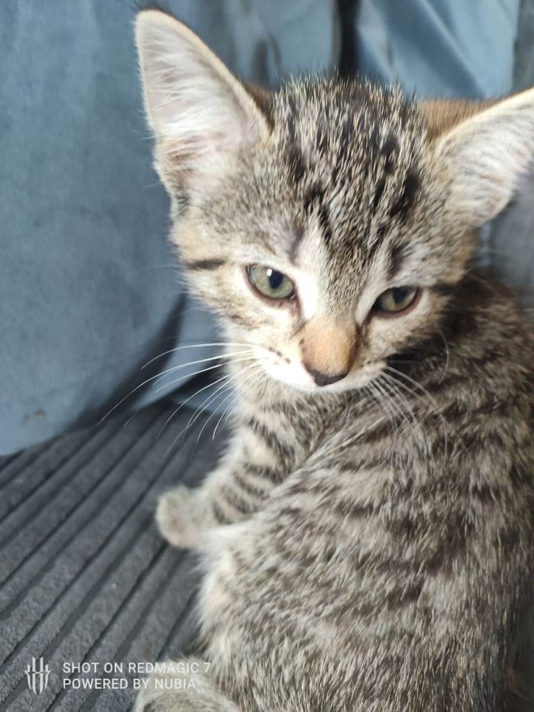 4 Beautiful Female Tabby Kittens Looking for Forever Homes